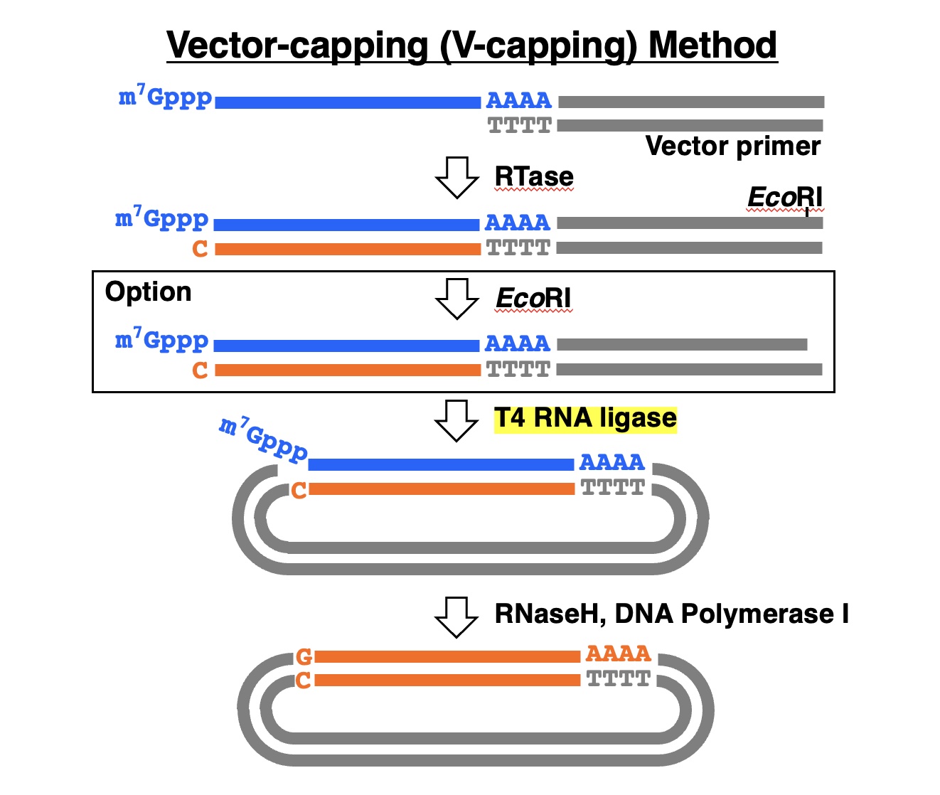 V-capping method